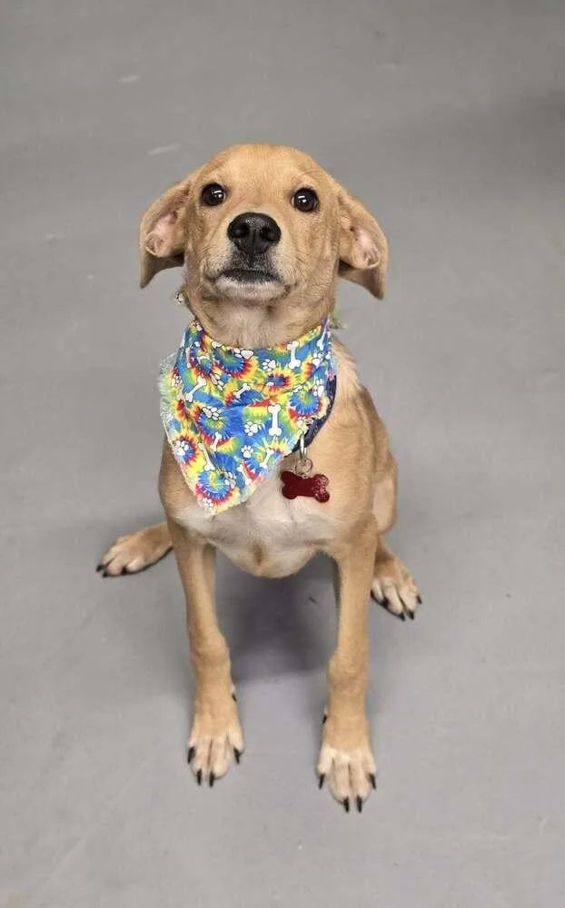 A baby medium-sized male Labrador Retriever dog named Gilbert for adoption in Aurora, CO