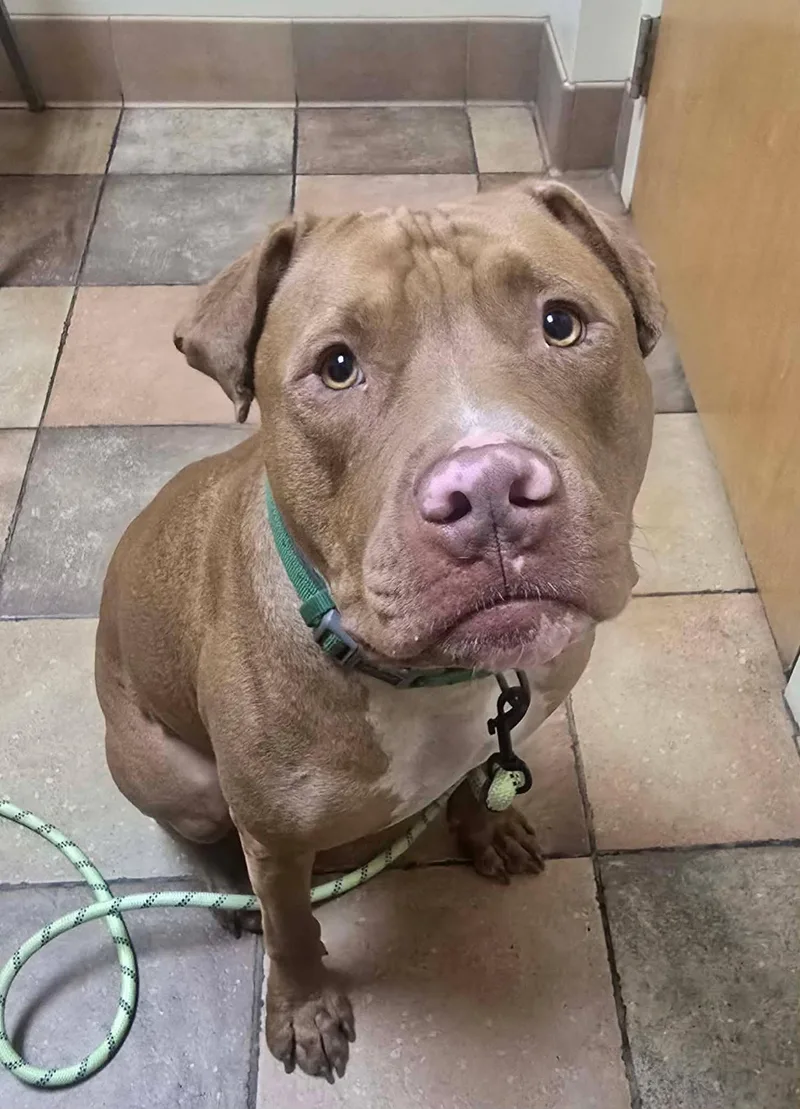 A young medium-sized male Yellow / Tan / Blond / Fawn Bulldog dog named Tucker for adoption in BONIFAY, FL