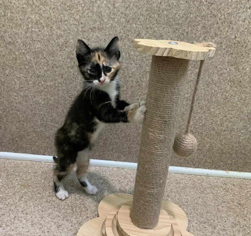 A young medium-sized female Domestic Short Hair cat named Cookie for adoption in Mc Cormick, SC