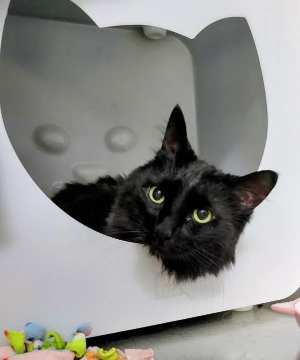 Mocha