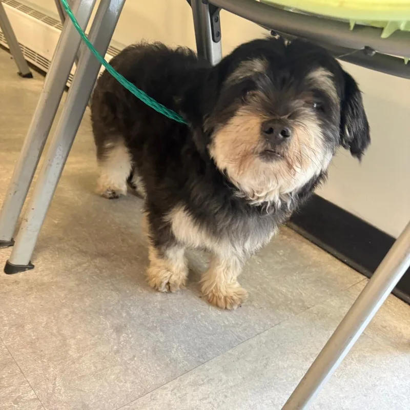 An adult small-sized male Black Mixed Breed dog named Bacon for adoption in Philadelphia, PA