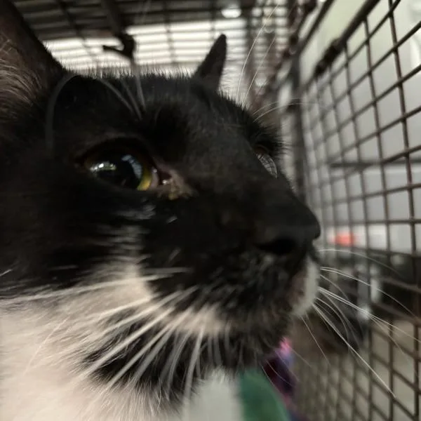 An adult small-sized female Domestic Short Hair cat named Linda for adoption in Des Moines, IA