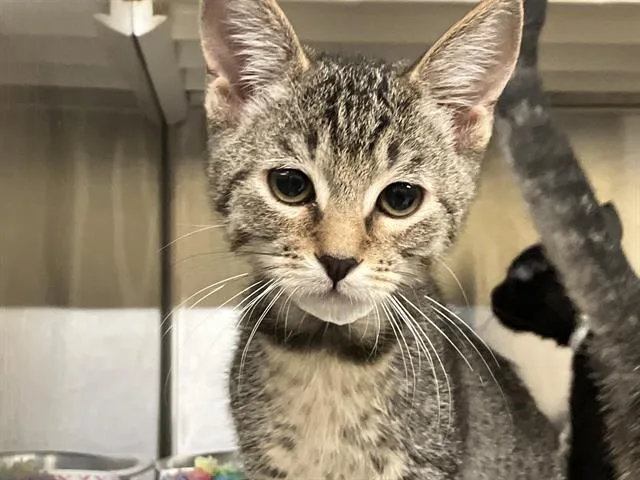 A baby small-sized female Domestic Short Hair cat named Lemon for adoption in Tustin, CA