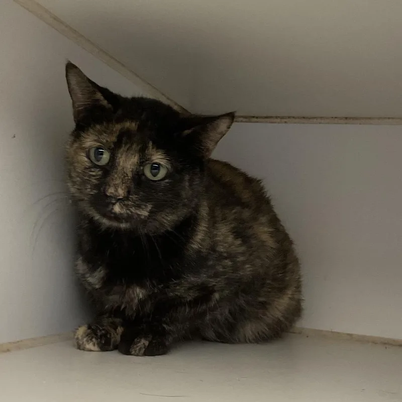 An adult small-sized female Tortoiseshell Domestic Short Hair cat named Clover for adoption in St Joseph, MO