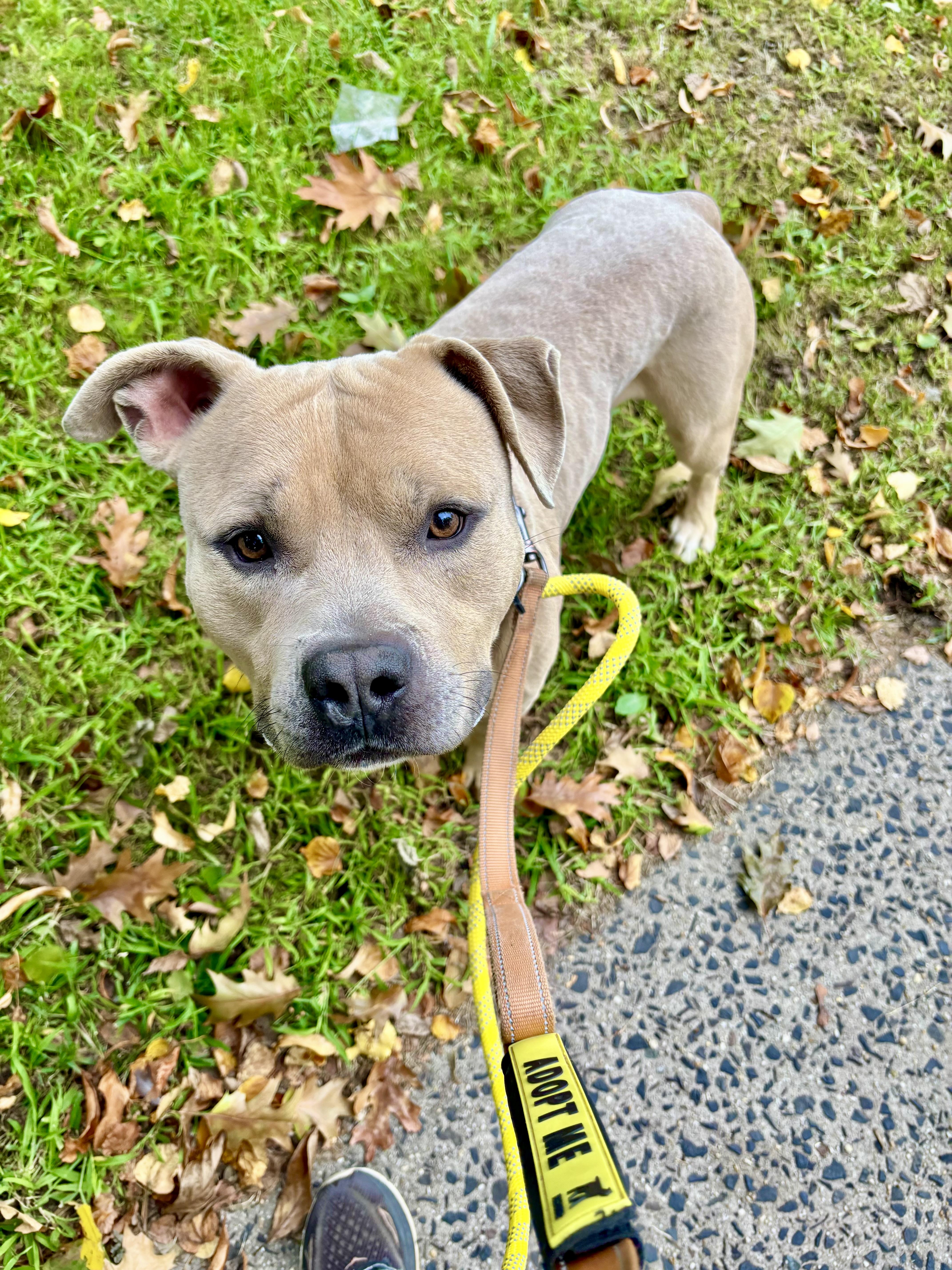 An adult medium-sized male American Bully dog named Dash for adoption in East Orange, NJ
