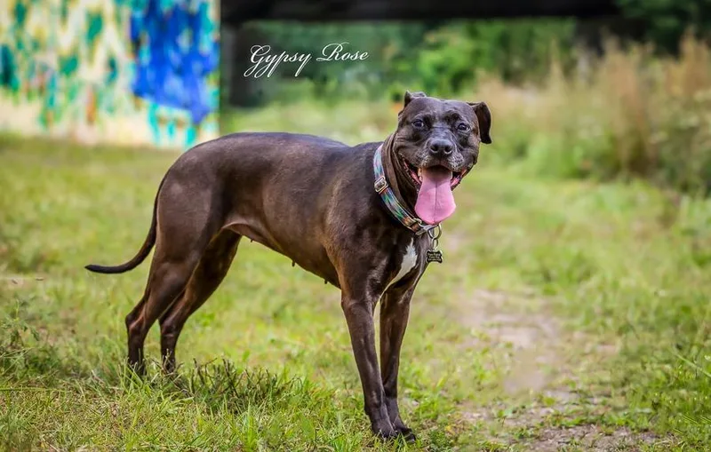 Gypsy Rose thumbnail 2