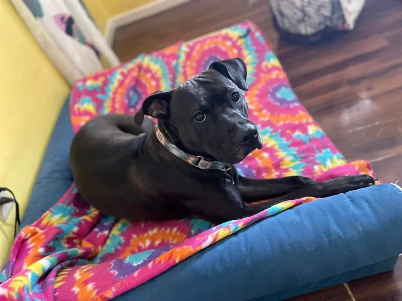 Gypsy Rose thumbnail 3