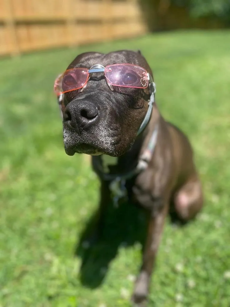 Gypsy Rose thumbnail 5