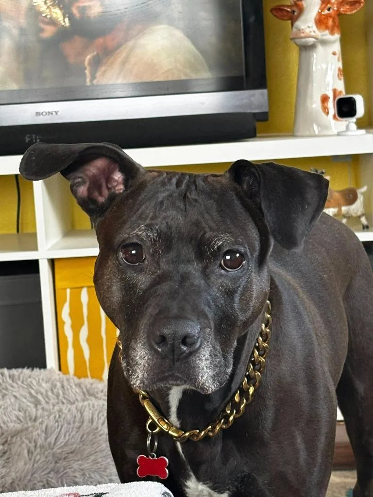 Gypsy Rose thumbnail 6