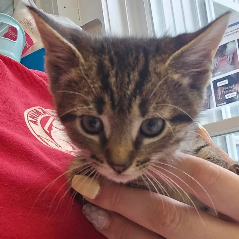 A baby small-sized male Brown / Chocolate Domestic Short Hair cat named Mulcahy for adoption in East Smithfield , PA
