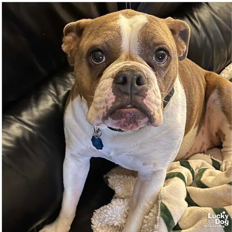 An adult large-sized female English Bulldog dog named Pennie for adoption in Washington, DC