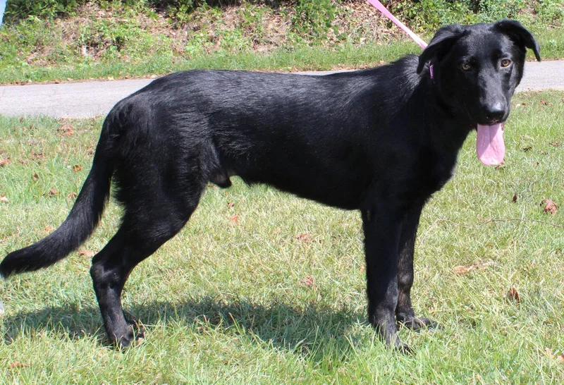 A young large-sized male Shepherd dog named Gator for adoption in Prattville, AL