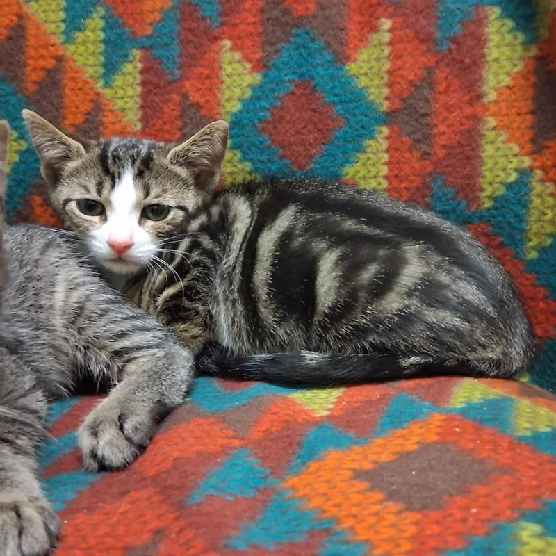 A baby small-sized male Domestic Short Hair cat named Leonardo DiCluckrio for adoption in Middlebury, VT