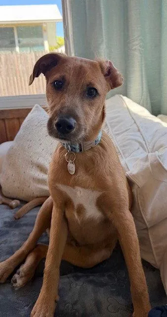 A baby medium-sized male Terrier dog named Houdini for adoption in Holbrook, NY