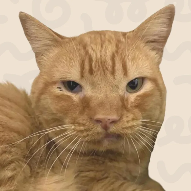 An adult large-sized male Orange / Red American Shorthair cat named James for adoption in Reno, NV