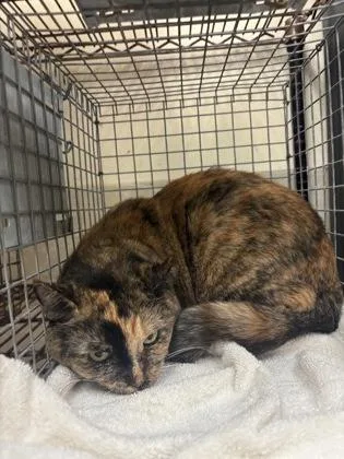 An adult medium-sized female Domestic Short Hair cat named Butter Cup for adoption in Honolulu, HI