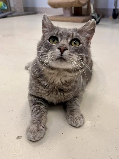 An adult small-sized male Domestic Short Hair cat named Scooby for adoption in Webster, WI