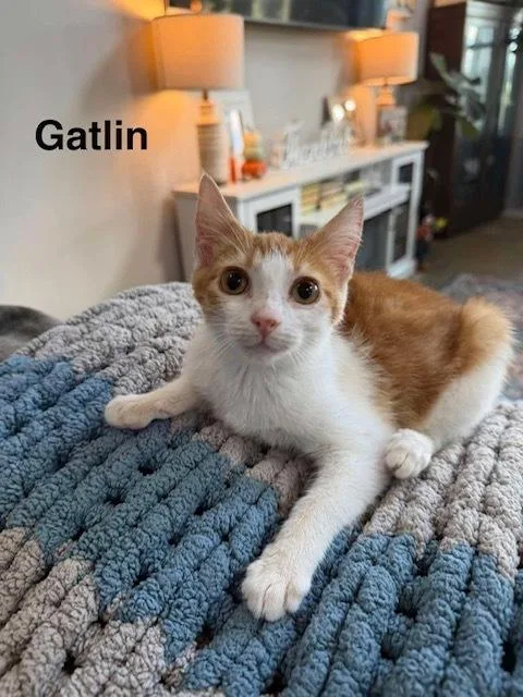 A baby small-sized male Domestic Short Hair cat named Gatlin for adoption in Groveland, MA