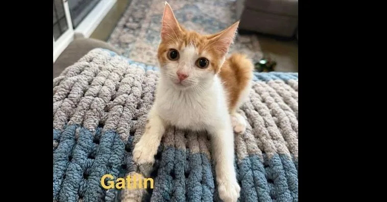 Gatlin thumbnail 4
