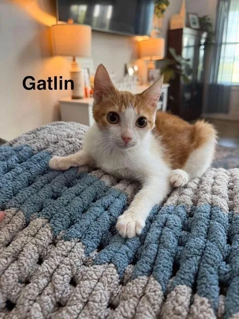 Gatlin thumbnail 5