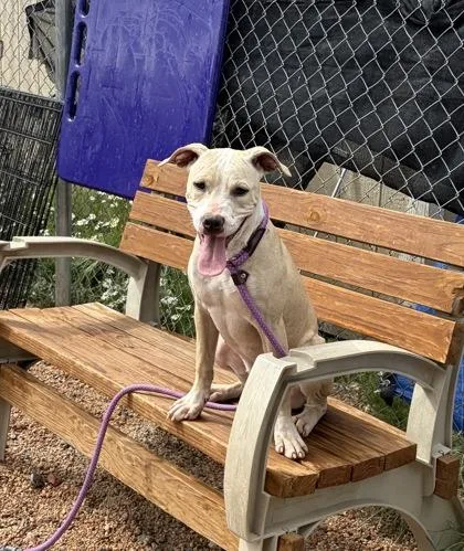 A young large-sized female Mixed Breed dog named Winnie for adoption in Divide, CO