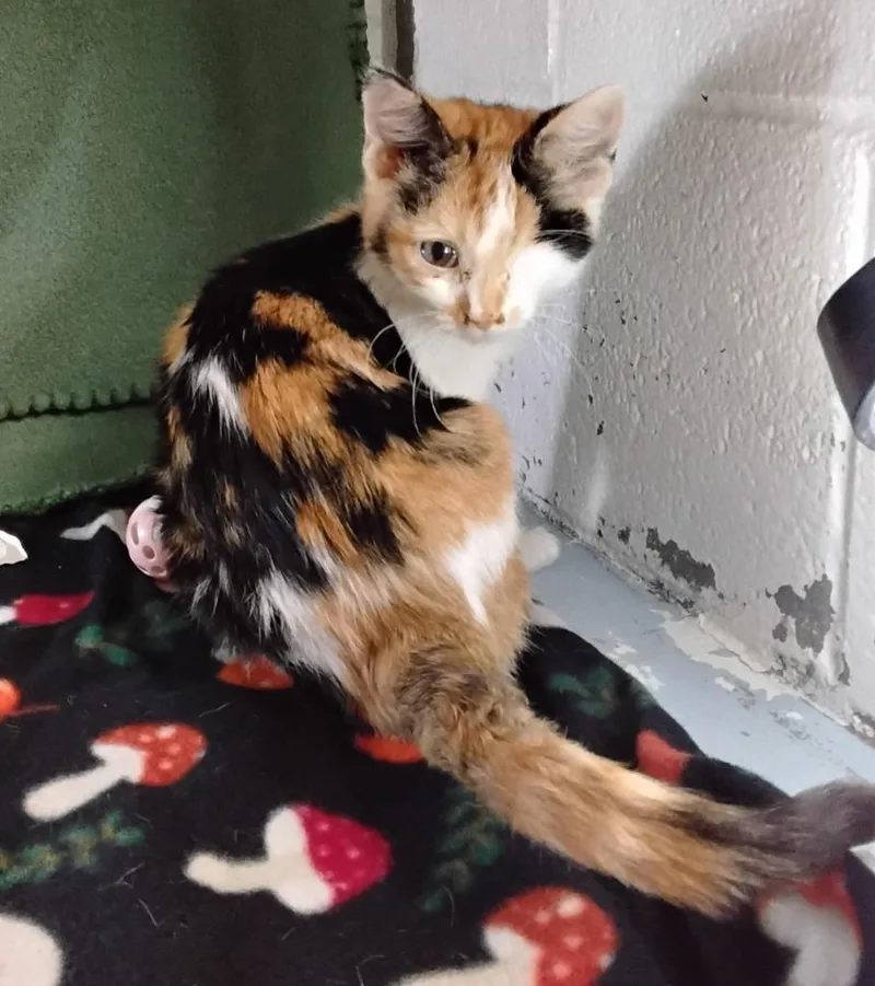 A baby medium-sized female Domestic Short Hair cat named Cali for adoption in Ada, OK