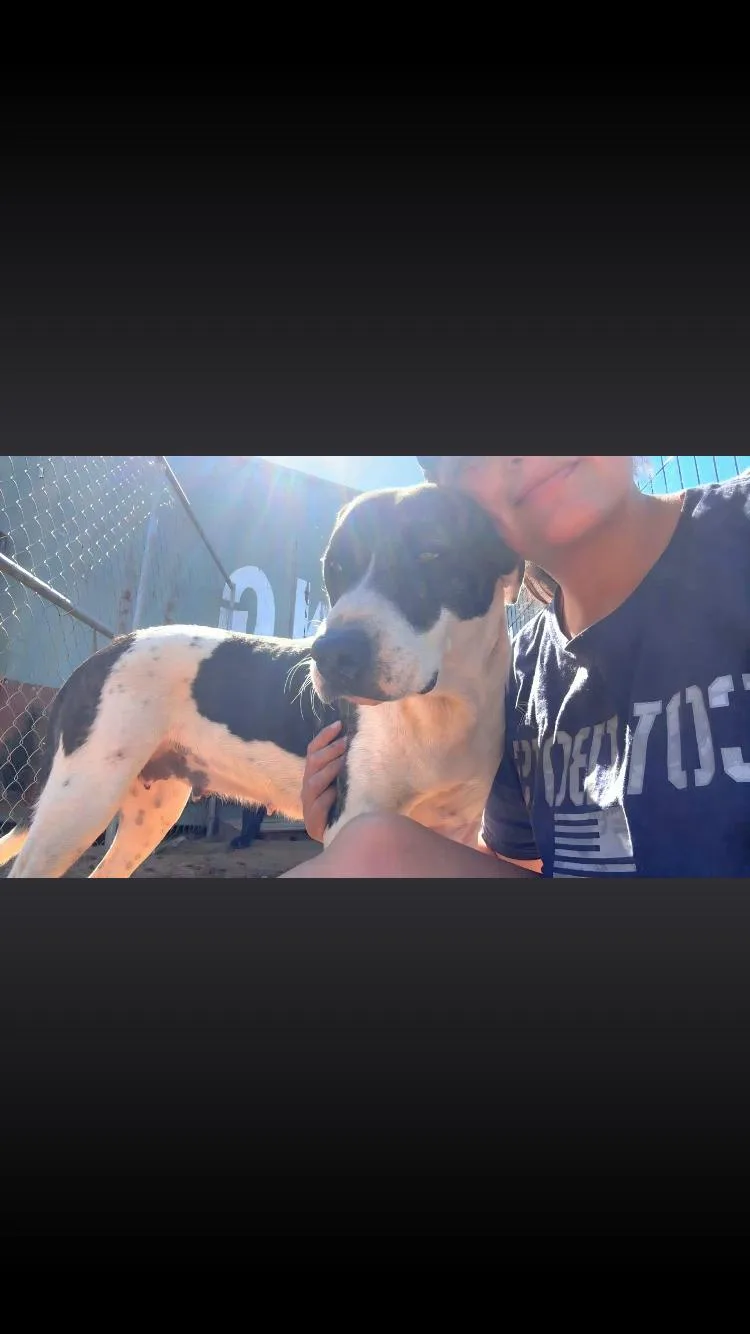 An adult medium-sized female Pit Bull Terrier dog named Angel for adoption in Paradise, TX