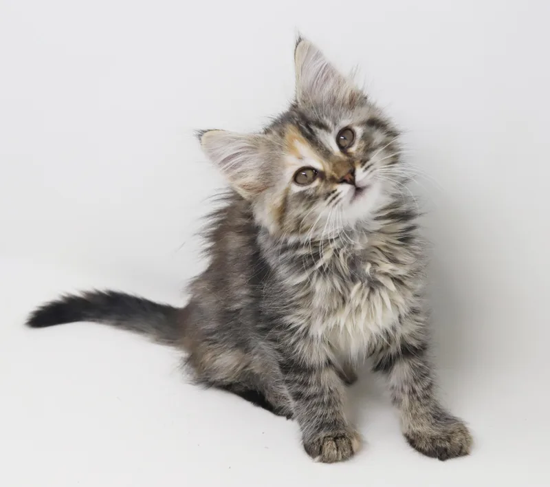 A baby small-sized female Torbie Maine Coon cat named Daphne Is A Darling for adoption in Bedford Hills, NY