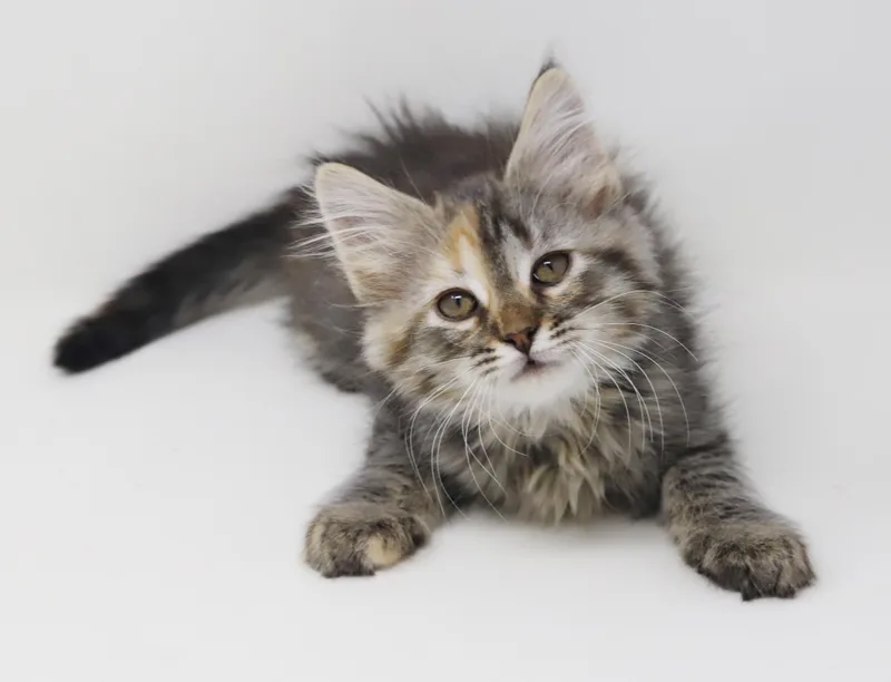 Daphne Is A Darling thumbnail 3