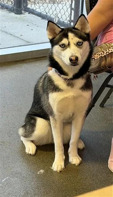 Kiara