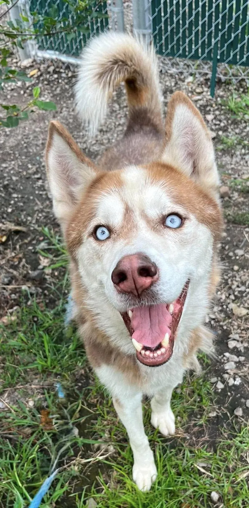 A young medium-sized male Red / Chestnut / Orange Siberian Husky dog named Coby for adoption in McKeesport, PA