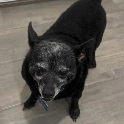 A senior small-sized male Black Chihuahua dog named Dingo C for adoption in Oklahoma City, OK