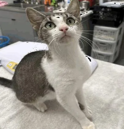 An adult medium-sized female Brown / Chocolate Domestic Short Hair cat named Blaze the Cat for adoption in Cincinnati, OH