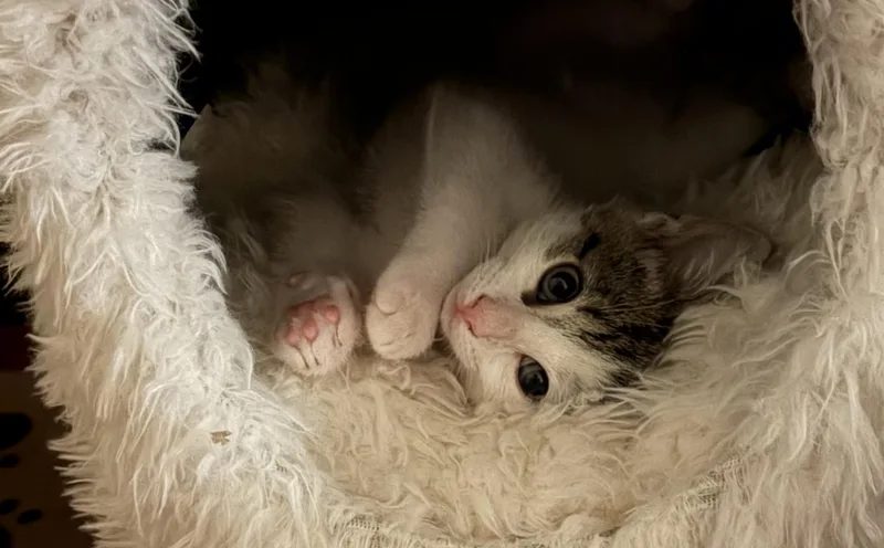 A young small-sized female Domestic Short Hair cat named Poppi for adoption in Fullerton, CA