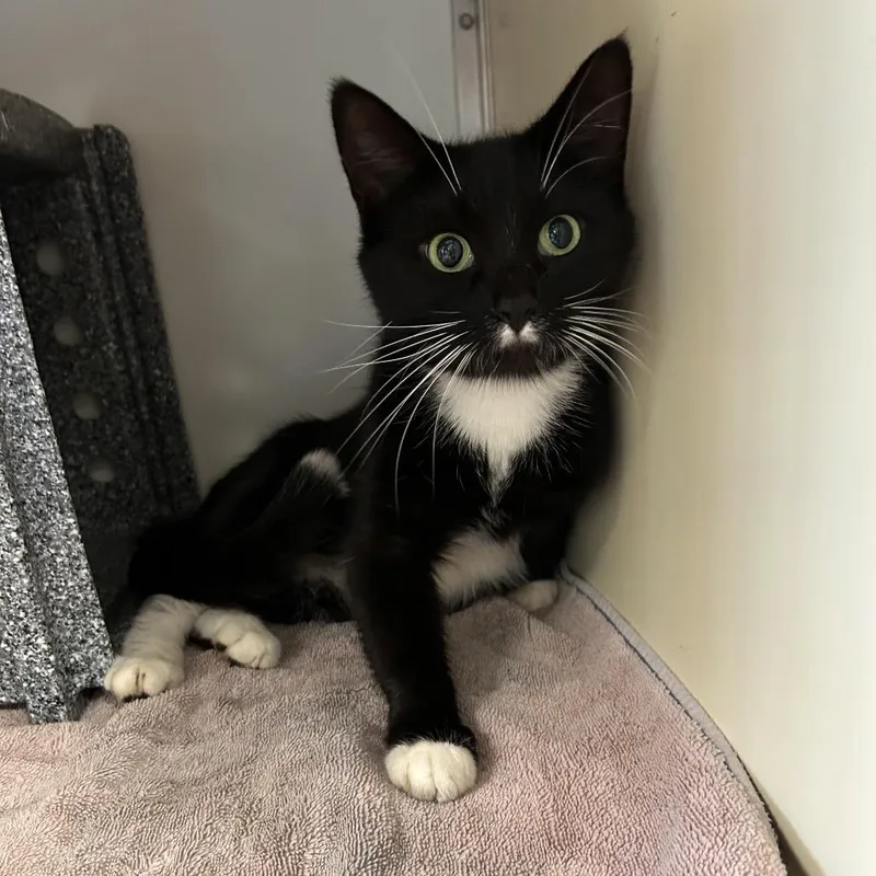 An adult medium-sized female Domestic Short Hair cat named Michi for adoption in Birdsboro, PA