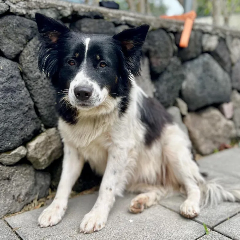 Pipi