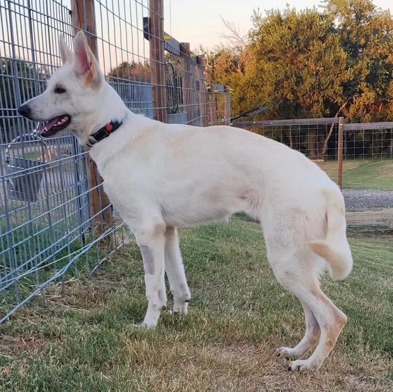 A young medium-sized female White / Cream German Shepherd Dog dog named Lexa for adoption in Weatherford, TX