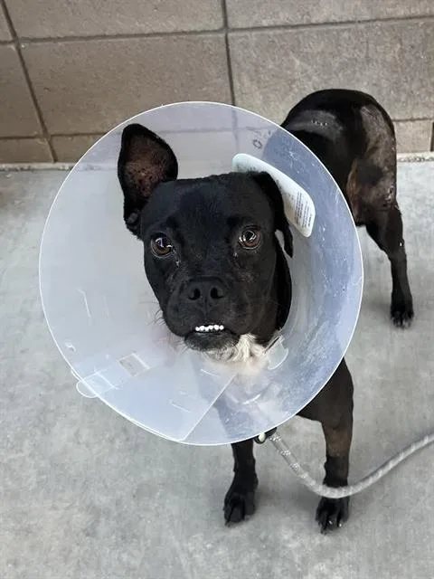A young small-sized female Terrier dog named Babushka for adoption in Tucson, AZ