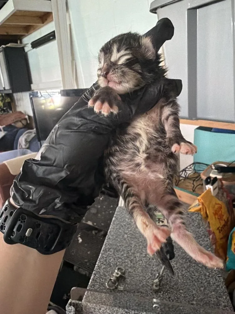 A baby medium-sized female Domestic Medium Hair cat named Aileen Wuornos for adoption in Emerald Isle, NC