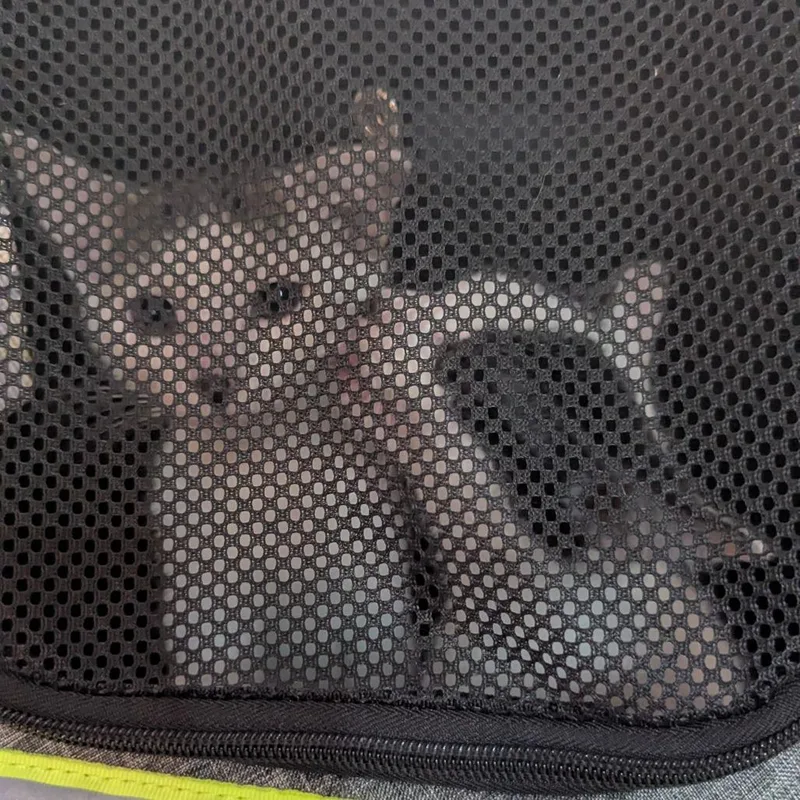 A baby small-sized female White Domestic Short Hair cat named Calligraphy for adoption in Orlando, FL