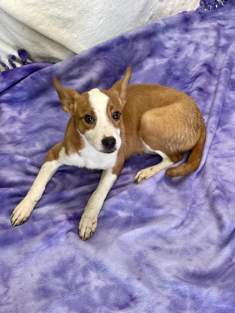 A baby medium-sized female Terrier dog named Brinkley for adoption in Lacon, IL