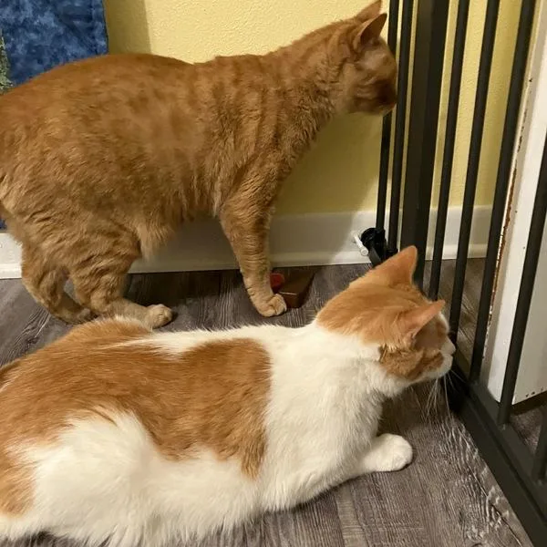 Big Ben  Bonded thumbnail 2