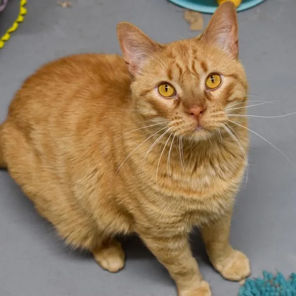 Big Ben  Bonded thumbnail 4