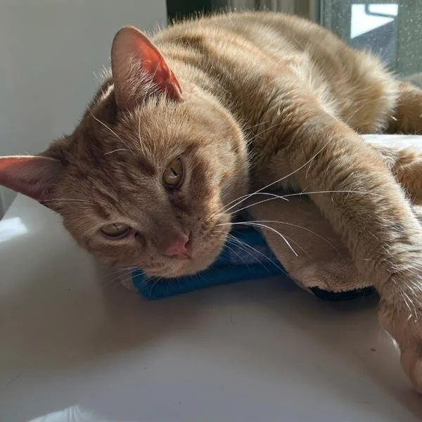 Big Ben  Bonded thumbnail 5