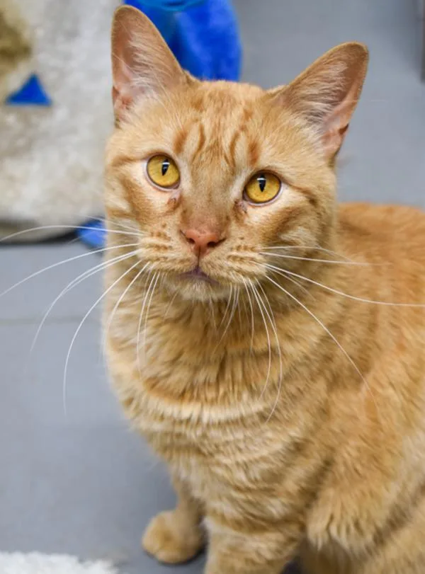 Big Ben  Bonded thumbnail 6