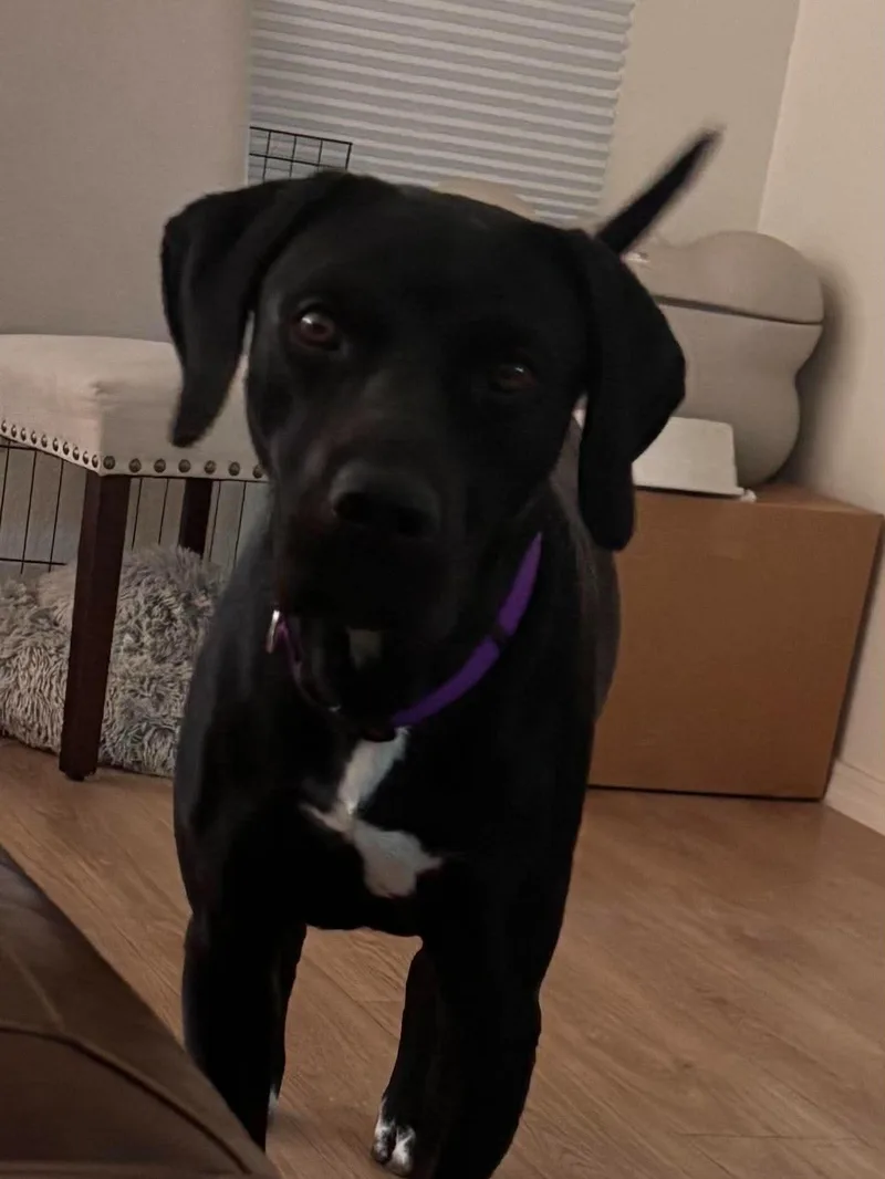 An adult large-sized male Labrador Retriever dog named Coal for adoption in Mesa, AZ