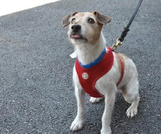 An adult small-sized male Jack Russell Terrier dog named Freddie for adoption in Westwood, NJ