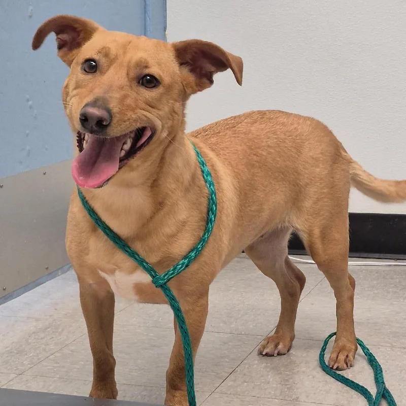 An adult medium-sized female Yellow / Tan / Blond / Fawn Chihuahua dog named Turtledove for adoption in Bastrop, TX