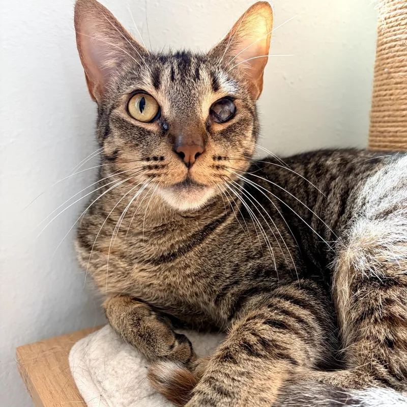 An adult small-sized female Brown / Chocolate Domestic Short Hair cat named Ellie for adoption in Orlando, FL