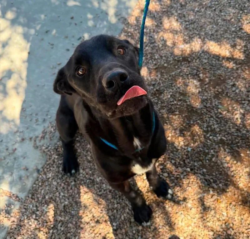 An adult large-sized male Cane Corso dog named Nacho for adoption in Sierra Vista, AZ